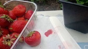 Как вырастить клубнику, если ни семян, ни рассады...