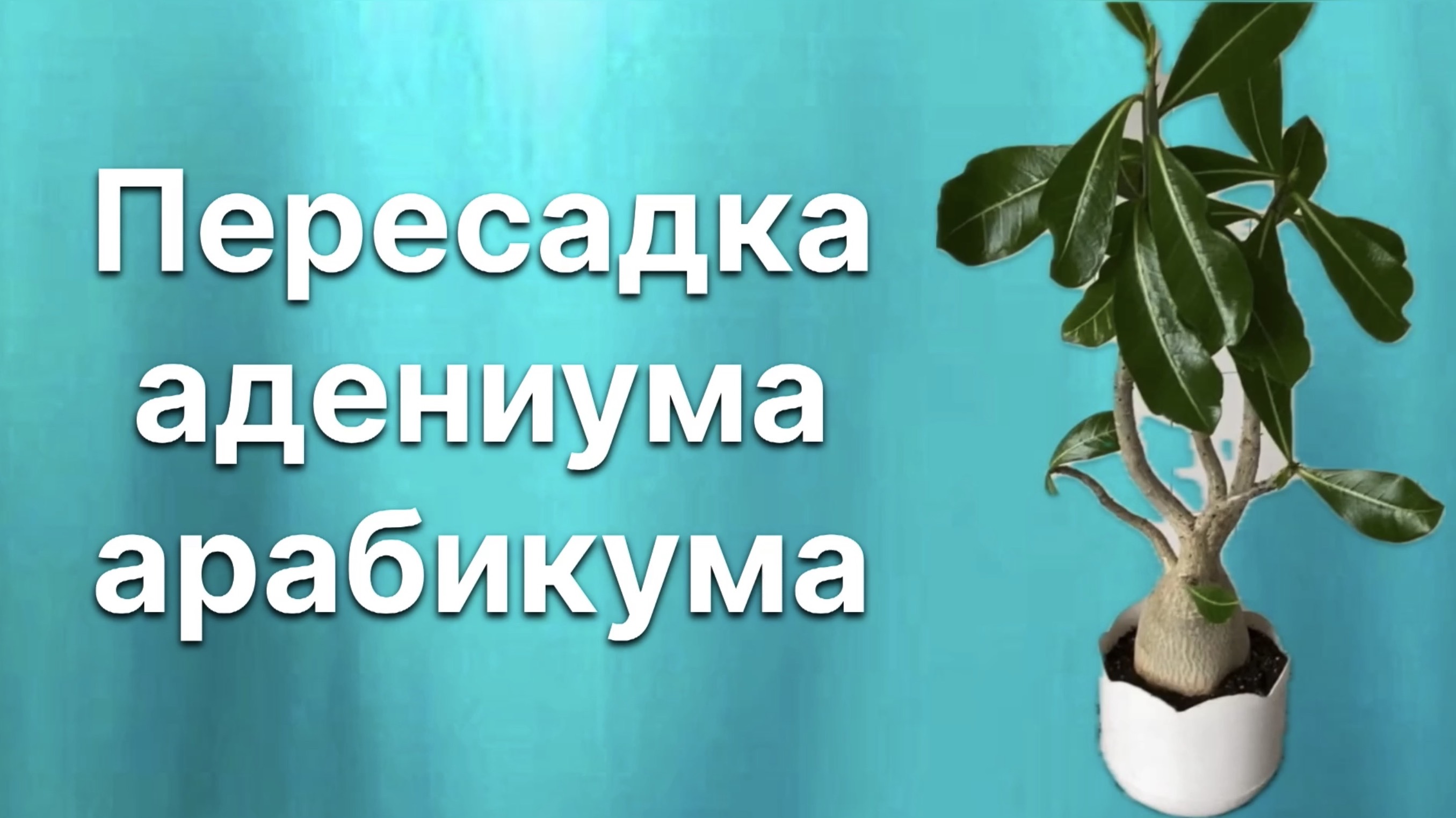 Ах, какие формы! Восхитительная комплекция! Пересадка адениума арабикума. 9 июля 2024 г.