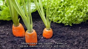 Когда сажать морковь в Сибири
