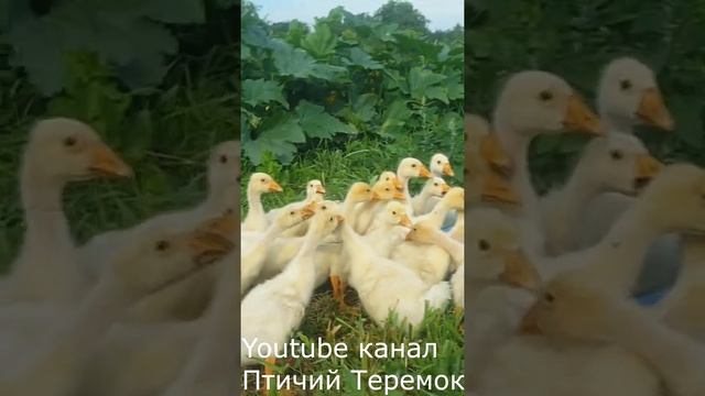 Содержание породы Гусей Линда на подворье.Keeping the Linda Geese breed in the courtyard.