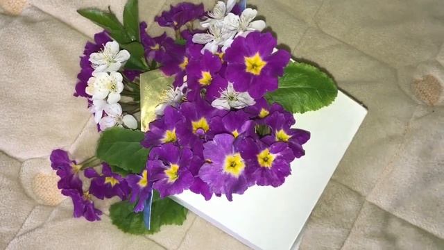 На добраніч Солодких снів смотреть онлайн