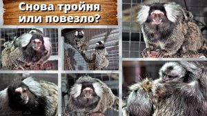 Снова тройня или повезло?