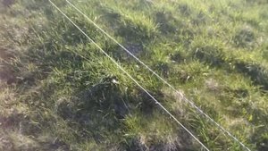 Электропастух. Часть два.