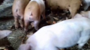 Обзор поросят на 01 03 2020г Купил 500кг отрубей