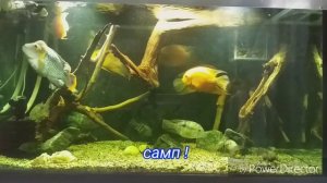 Мои самоделки Слив перелив для сампа в пресноводном аквариуме