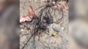 7 Животных-Мутантов в Чернобыле, Снятых На Камеру