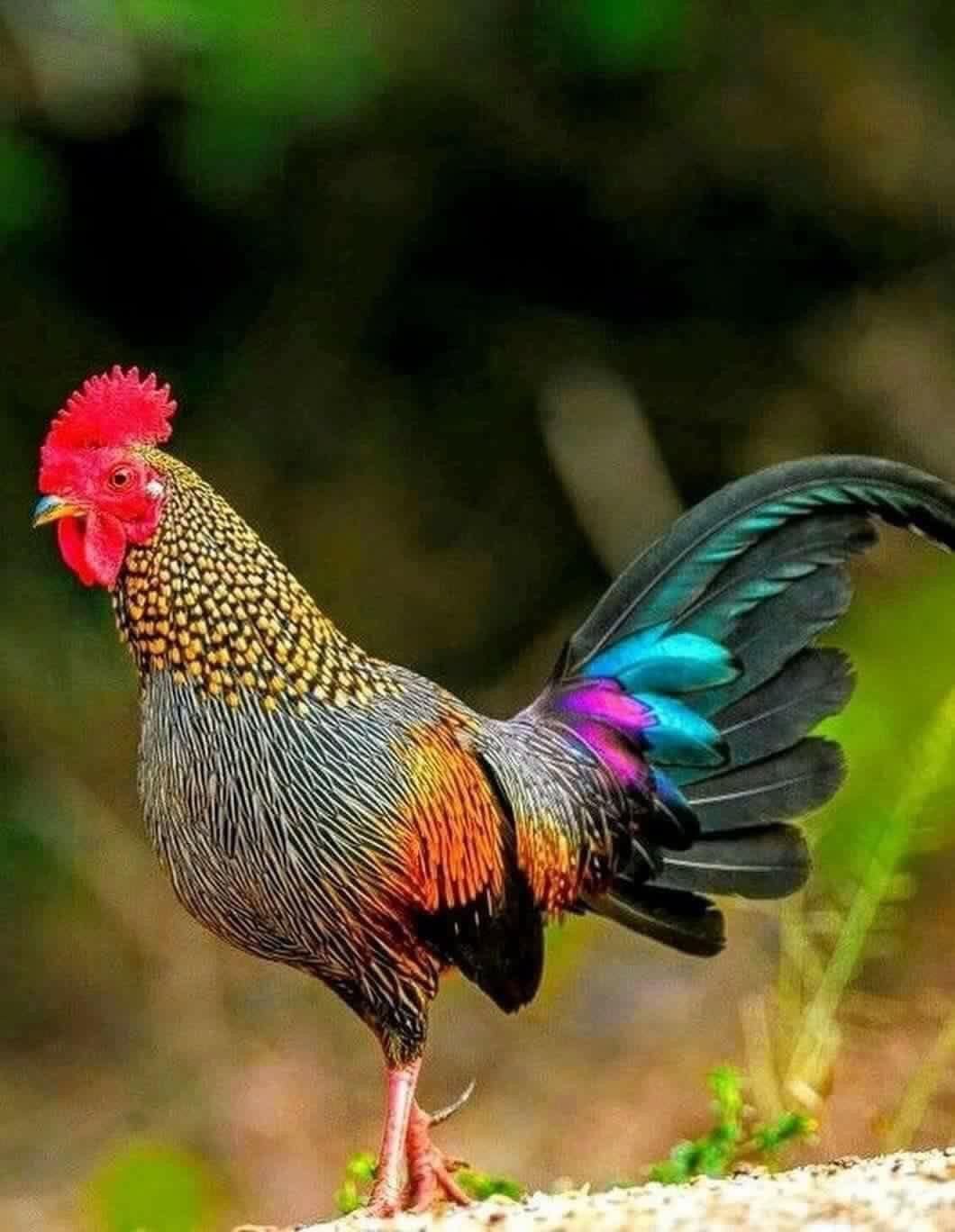 Королевский фазан красный