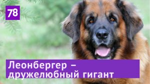 Программа "Зверопитер" о леонбергерах. Эфир от 06.08.22