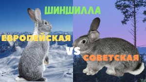 Отличие Советской Шиншиллы от Европейской Großchinchilla (Большая Шиншилла)