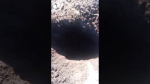 Как сделать ловушку для прытких ящериц