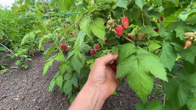 Ч-1 История приобретения малины Краса России смотреть онлайн