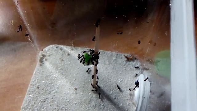 Dolichoderus quadripunctatus и глюкоза. смотреть онлайн