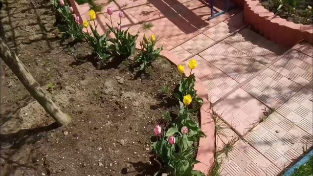 Обзор ранней и вкусной черной смородины сорта волшебница смотреть онлайн