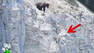 Медведь Загнал Их на Край Скалы / Случаи с Животными Снятые на Камеру