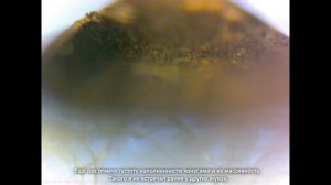 Надкрылье жука Радужницы (ЭПС, В.С. Гребенников) / Elytra of the rainbow beetle (CSE, Grebennikov)