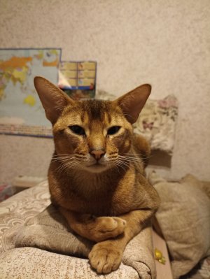 Кормление кота абиссинца