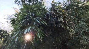 442.Сочи! Дендрарий!  Вилла Надежда и страусы! продолжение следует...