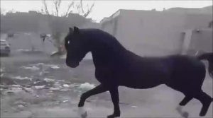 КОНЬ ЦЫГАН И СВОБОДА