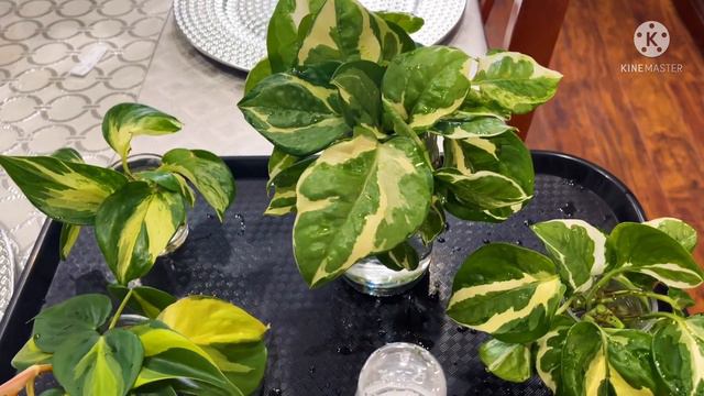 More Plants Propagations…Hearleaf Philodendron/Lemon lime /Philodendron brasil/ Njoy Pothos and mor смотреть онлайн