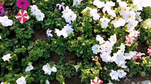 Petunia a beautiful winter flower | Blue Pink Purple Red White Yellow all colors petunia flowers смотреть онлайн