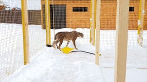 Гепарда завалило снегом.