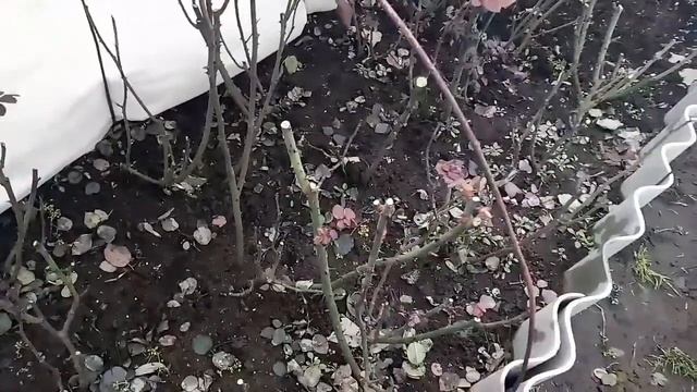 Укрытие роз на зиму смотреть онлайн