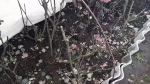 Укрытие роз на зиму