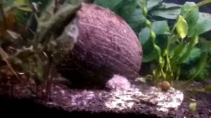 Таракатум. Мальчик или девочка? Что за растения на заднем фоне?