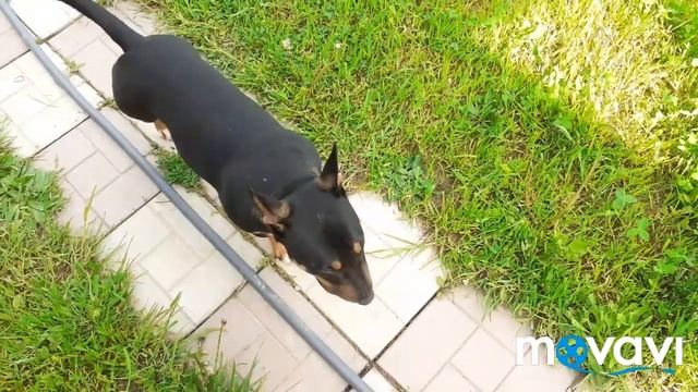 Шпалера к забору для розы, клематиса и винограда смотреть онлайн