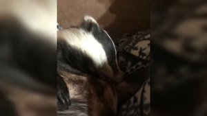 Милый барсук. Ручной барсук. Домашний барсук.