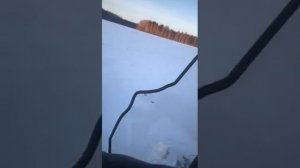 Охота ? на кабана, без ружья.