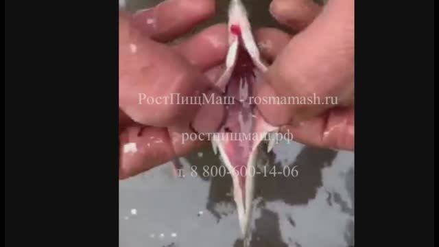 Обзор удаления внутренностей у мелкой рыбы от РостПищМаш смотреть онлайн