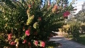 АЛАНЬЯ В ДЕКАБРЕ. ТУРЦИЯ❤️🇹🇷2021Г.