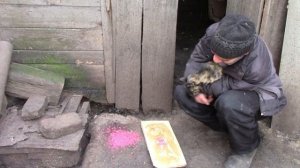 Как бороться с крысами?!Крысы пришли