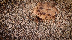 Как живут муравьи. Крупным планом (4К UHD)