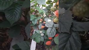 Ежевика Блэк Джем плодоносит в мае!