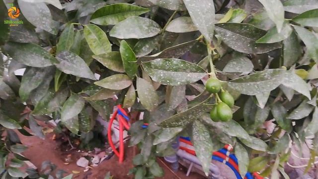 Обзор цитрусов и теплицы. Осень 2021 смотреть онлайн