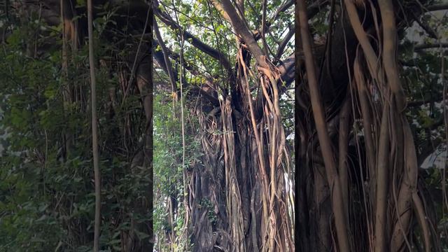 Мифы и стереотипы Индии смотреть онлайн