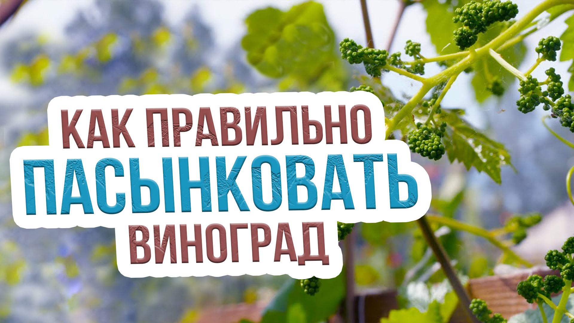 Пасынкование винограда: зачем, сроки, как правильно делать? Удаление пасынков на винограде