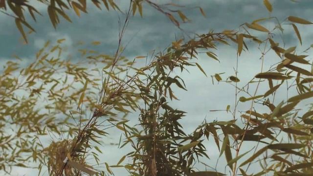 Прекрасная расслабляющая Музыка для Отдыха и Медитации смотреть онлайн