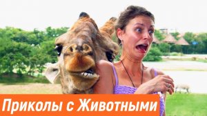 Лучшие Приколы 2022 Смешные видео - Я РЖАЛ ДО СЛЕЗ / Лучшие Приколы #108