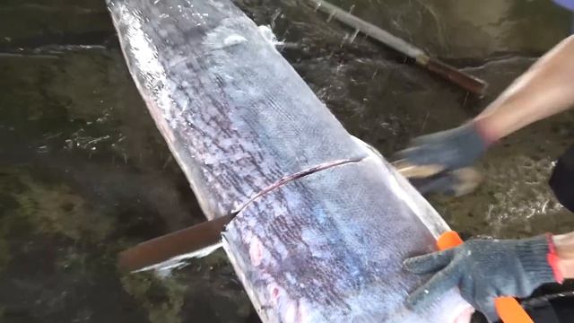 How to cut a giant Marlin for Sashimi and Nigiri sushi - Taiwanese street food смотреть онлайн