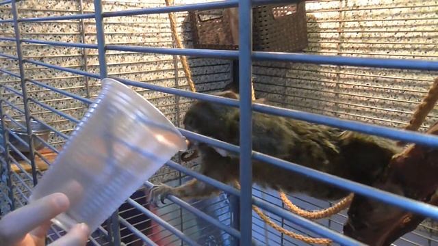 Джунгли, ТРЦ Киев, Полтава смотреть онлайн