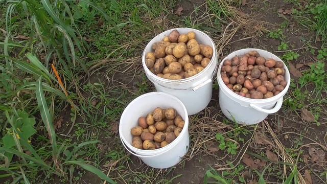 #4 Подбиваем гипсокартоном потолок в курятнике Выкопали последнюю картошку#ЖизньнаКубани