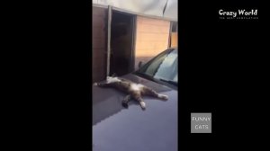 ПРИКОЛЫ С КОШКАМИ 2016 FUNNY CATS 2016 Compilation #4