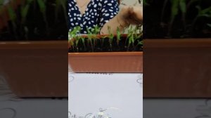 Фирма ГАВРИШ: огурцы Кураж, томаты Краснобай. Часть 1