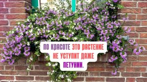 ПО КРАСОТЕ ЭТО РАСТЕНИЕ НЕ УСТУПИТ ДАЖЕ ПЕТУНИИ.