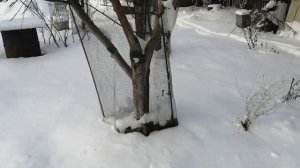 Укрытие персиков зимой, фундука и винограда в Сибири. Защита от мышей и зайцев.