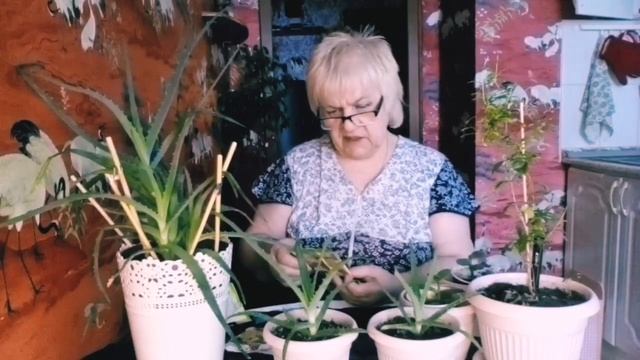 Утро. ПОДКОРМКА для БЕШЕНОГО РОСТА комнатных растений ???/VLOG/КОМНАТНЫЕ ЦВЕТЫ/ДОМАШНИЕ РАСТЕНИЯ