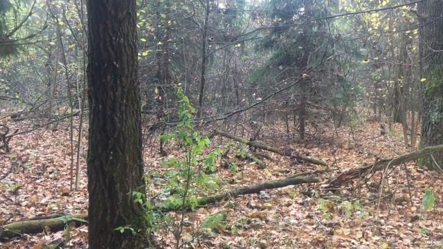 Охота с русской гончей голоса смотреть онлайн